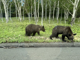 親子ヒグマ(車中より撮影)